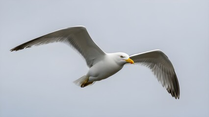 Obraz premium Una majestuosa gaviota volando con gracia a través del cielo azul claro. alas completamente extendidas. capturando la esencia de la libertad y la belleza de la naturaleza. ideal para fotografía de