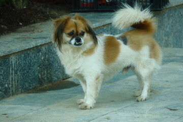 A Tibetan Spaniel with an undershot bite