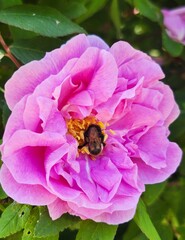 bee on a  pink flower