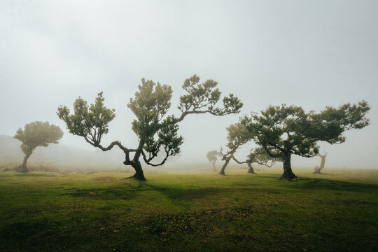 mad&egrave;re Portugal