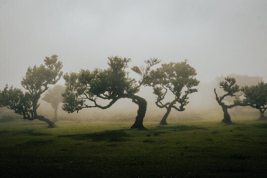 mad&egrave;re Portugal