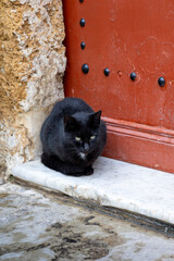 Cat in the Bizerte medina, Tunisia