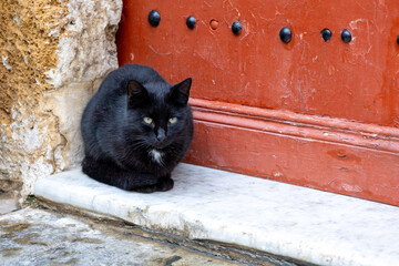 Cat in the Bizerte medina, Tunisia