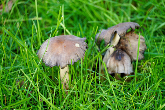 Ink cap mushrooms Coprinopsis atramentaria growing among green grass grayish-brown color flora nature autumn