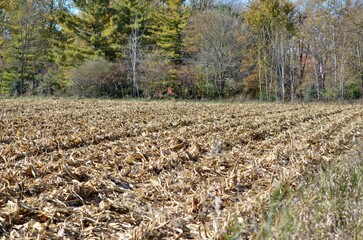 harvested field in autumn texture landscape