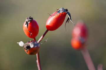 Rosehip bush Rosa canina bright red fruits berries wild rose bush with thorny stems background blurred autumn nature flora