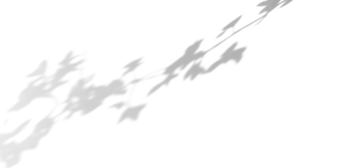 branches of a tree shadow on white wall,shadow overlay effects of realistic abstract natural tree leaves shadow on wall background,Summer sunlight and shadow overlay effect,branches shadow