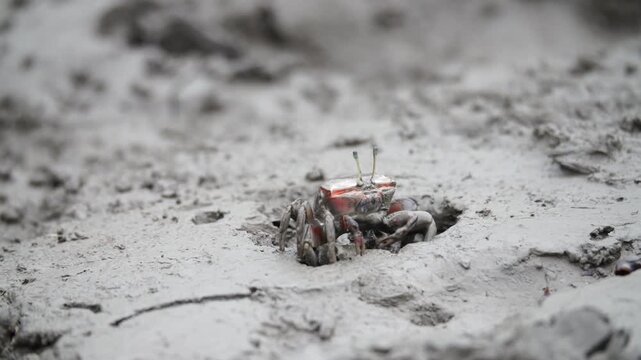 Close up of an endangered Class II broad-fronted fiddler crab repairing its burrow with a clump of mud on a South Korean mudflat