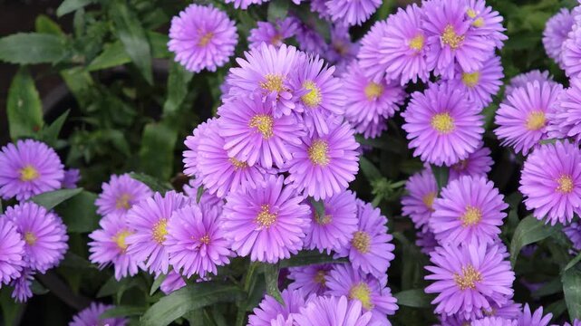Purple asters in the garden.