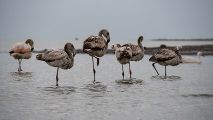 Group of juvenile grey flamingos standing on one leg in a shallow lagoon during a cloudy day.