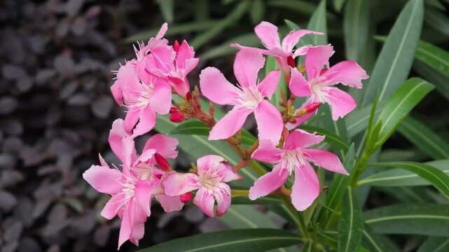 Pink oleander flowers are blooming in the garden.