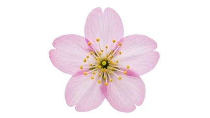 Fototapete Blüte Delicate pink cherry blossom isolated PNG on transparent background, spring flower with yellow stamens for design and decoration  © Luca