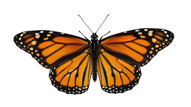 Monarch butterfly PNG isolated on transparent background, orange and black wings with white spots, beautiful insect for nature designs
