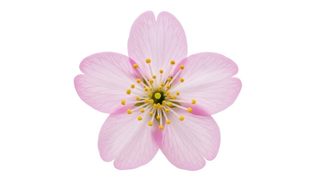 Delicate pink cherry blossom isolated PNG on transparent background, spring flower with yellow stamens for design and decoration
