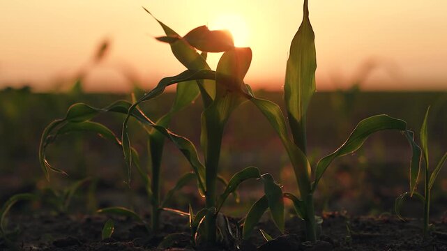 corn humus cultivation, green sprout sunset, agriculture, rural corn production, business sprout sunset, agricultural growth energy, sprout dawn, morning field young seedlings, organic grain plant