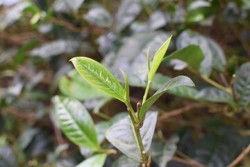 Obraz premium Ceylon tea, tea plantation, tea leaves, green tea leaves, Sri Lanka tea, tea estate, fresh tea leaves, organic tea, natural tea, tea garden, tea fields, hill country tea, tropical plantation, tea farm