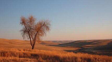 Obraz premium Spindly elm tree with sparse foliage stands in a vast, rolling golden landscape at dusk or dawn.