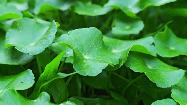Green gotu kola in the garden