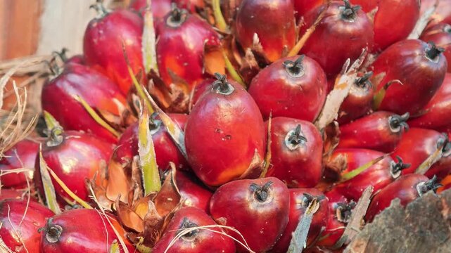 Oil palm fruit along with the palm tree.