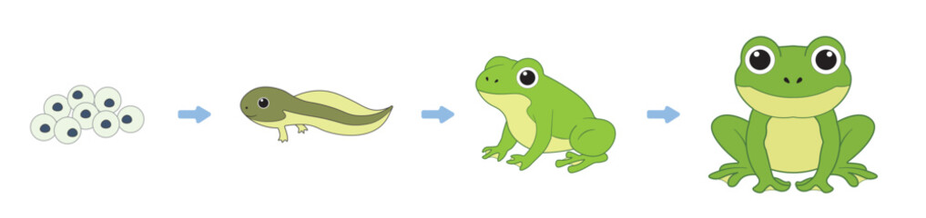 Obraz premium Frog Metamorphosis Life Cycle Chart for Children