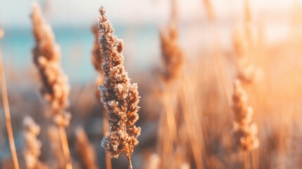 Naklejka premium Frost-covered grass swaying in the breeze near a water body at sunset