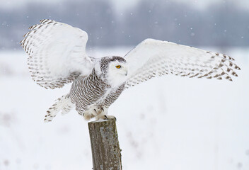 A female Snowy owl (Bubo scandiacus) perched on a post in winter hunting over a snow covered field in Canada