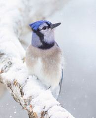 Blue Jay portrait (Cyanocitta cristata) perched on a snow covered branch on a beautiful snowy day in Canada