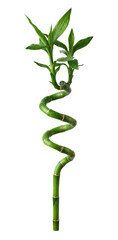 Fototapeta premium Spiral lucky bamboo stalk isolated. Feng Shui plant decoration.