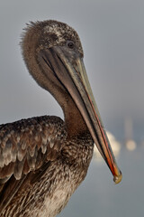 a majestic Brown Pelican perched among the volcanic rocks of San Crist&oacute;bal Island. A constant companion to travelers in the Gal&aacute;pagos, these birds are known for their spectacular diving displays