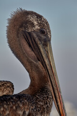 a majestic Brown Pelican perched among the volcanic rocks of San Crist&oacute;bal Island. A constant companion to travelers in the Gal&aacute;pagos, these birds are known for their spectacular diving displays