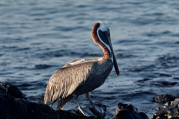 a majestic Brown Pelican perched among the volcanic rocks of San Crist&oacute;bal Island. A constant companion to travelers in the Gal&aacute;pagos, these birds are known for their spectacular diving displays
