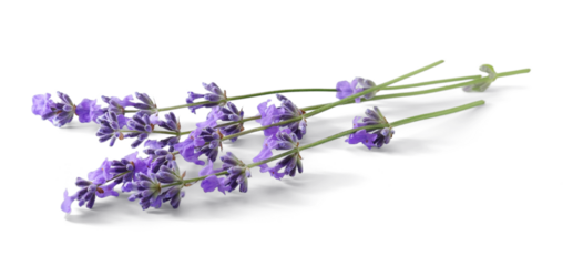Lavender sprigs with purple flowers isolated. Lavender flowers on white.