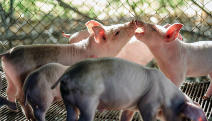 Adorable piglet were playing and teasing each other inside a pig pen at piglet farm