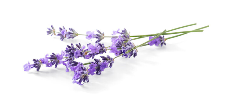 Lavender sprigs with purple flowers isolated. Lavender flowers on white.