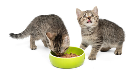 Two adorable tabby kittens eating from a green bowl on white background. © Tatyana Sidyukova