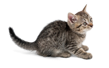 Cute small gray kitten playing. Kitten isolated on white background. © Tatyana Sidyukova