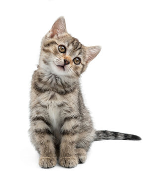 Small gray kitten isolated on white background. A cunning kitten sits and waits for food.