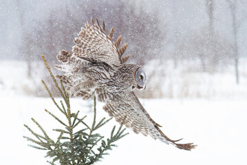 Great grey owl with wings spread out in flight and hunting over a snow covered field in Canada