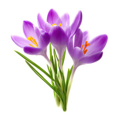 Fototapeta premium Delicate Crocus Flowers in Blooming Beauty Clipart PNG Element