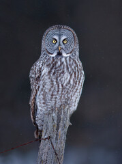 Great grey owl (Strix nebulosa) perched on an old fence post in winter in Canada