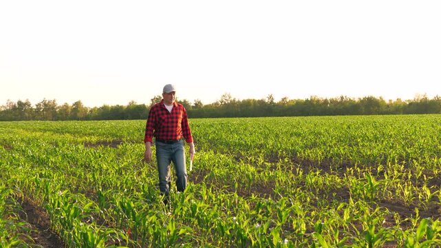 Man agricultural worker agronomist control maize seedling at sunny corn field. Male farmer with digital tablet examining organic food plant cultivation farmland production harvest row plantation