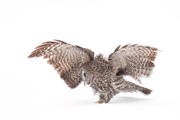 Great grey owl with wings spread out in flight and hunting over a snow covered field in Canada