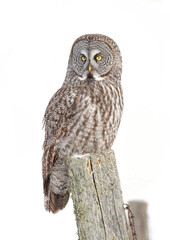 Great grey owl (Strix nebulosa) perched on an old fence post in winter in Canada