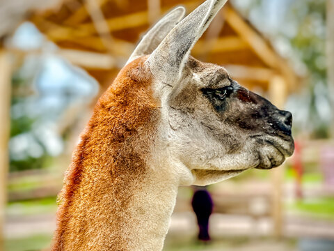 Aerial view of a llama's profile with soft focus, its fur a blend of warm browns and creams set against a blurred, rustic backdrop, Cusco, Peru.