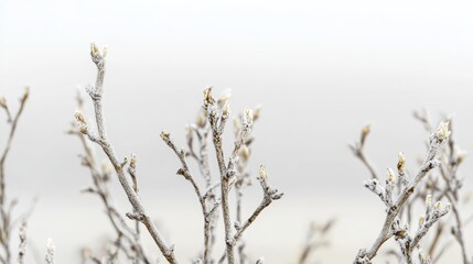 Delicate frosted branches of a dormant tree create intricate natural sculptures against a soft white background