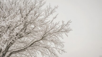 Ice covered branches of a tree silhouetted against a pale sky