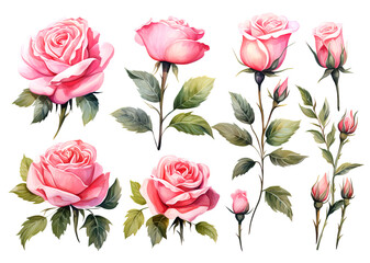 set of watercolor pink roses with green leaves on white background. roses are of various sizes and arranged in way that creates sense of harmony and balance. Scene is one of beauty and elegance