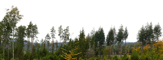 Fototapeta premium wide view forest and trees landscape with green and colorful leaves isolated on white or transparent png