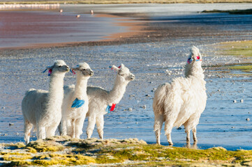 White alpacas at windy sunset on the shore of Laguna Colorada salt lake in Altiplano, Bolivia.