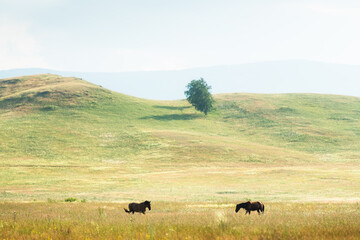 Two horses walking in the field at sunset. Green hills with trees in the background